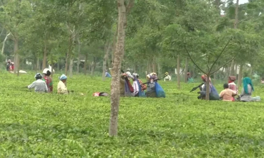 Tea workers plucking leaves in North Bengal tea gardens during revival initiative