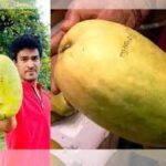 Giant Mango Price Shock, Noorjahan mango viral, crypto memes India, Northeast food trends, ₹1000 mango, viral fruit India, social media humor India