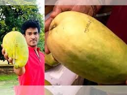 Giant Mango Price Shock, Noorjahan mango viral, crypto memes India, Northeast food trends, ₹1000 mango, viral fruit India, social media humor India