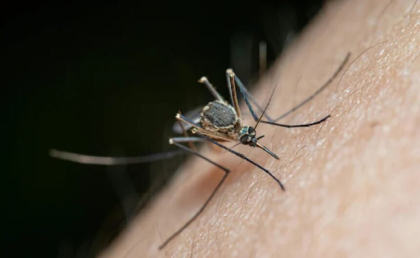 Medical personnel at a rural health centre conduct preparedness activities following a state advisory on monsoon-related vector-borne diseases