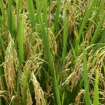 Scientists at Central Agricultural University Imphal examining climate-resilient high-yield rice plants in a research field trial.