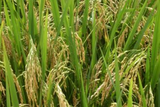 Scientists at Central Agricultural University Imphal examining climate-resilient high-yield rice plants in a research field trial.