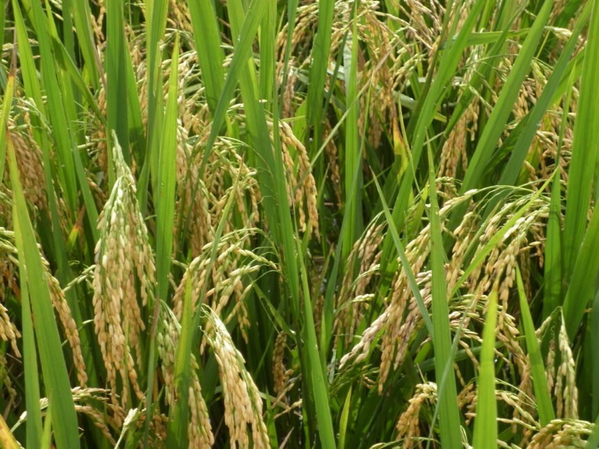 Scientists at Central Agricultural University Imphal examining climate-resilient high-yield rice plants in a research field trial.