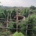 Security personnel inspecting seized sacks of ganja during a joint anti-narcotics operation in Sepahijala district, Tripura.
