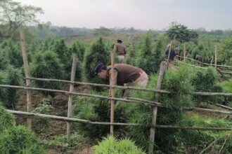 Security personnel inspecting seized sacks of ganja during a joint anti-narcotics operation in Sepahijala district, Tripura.