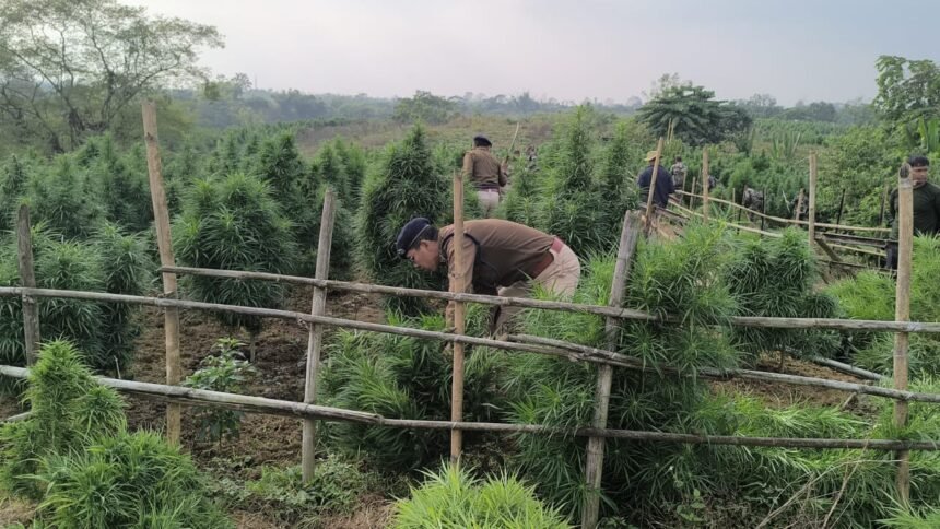 Security personnel inspecting seized sacks of ganja during a joint anti-narcotics operation in Sepahijala district, Tripura.