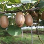 Kiwi orchards in Arunachal Pradesh where organic farming is set to expand following a ₹20 crore central grant supporting the state's horticulture sector.