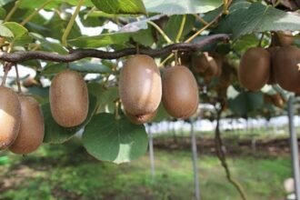 Kiwi orchards in Arunachal Pradesh where organic farming is set to expand following a ₹20 crore central grant supporting the state's horticulture sector.
