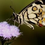 Researchers and Assam Forest Department officials unveil a biodiversity booklet documenting diverse butterfly species across the Bodoland Territorial Region.
