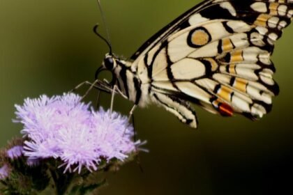 Researchers and Assam Forest Department officials unveil a biodiversity booklet documenting diverse butterfly species across the Bodoland Territorial Region.