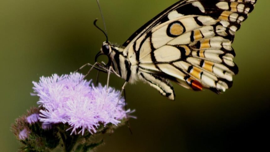 Researchers and Assam Forest Department officials unveil a biodiversity booklet documenting diverse butterfly species across the Bodoland Territorial Region.