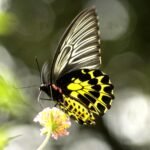 Butterflies from diverse species thrive across the lush forests and grasslands of the Bodoland Territorial Region, recognized as a key ecological corridor in India.