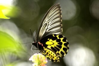 Butterflies from diverse species thrive across the lush forests and grasslands of the Bodoland Territorial Region, recognized as a key ecological corridor in India.