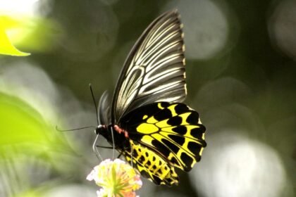 Butterflies from diverse species thrive across the lush forests and grasslands of the Bodoland Territorial Region, recognized as a key ecological corridor in India.