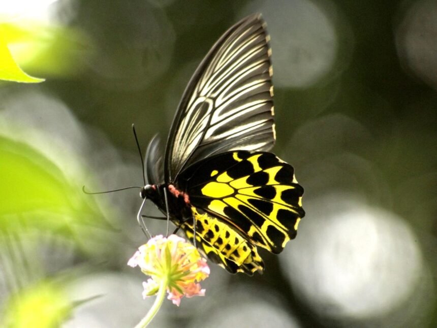 Butterflies from diverse species thrive across the lush forests and grasslands of the Bodoland Territorial Region, recognized as a key ecological corridor in India.