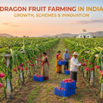 Farmers cultivate dragon fruit and spice crops under the Mizoram Alternative Farming Scheme supported by a new government subsidy programme.