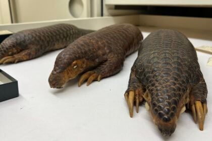 A Himalayan pangolin in its natural forest habitat as wildlife researchers study its unique genetic characteristics for conservation planning.