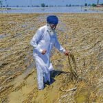 Floodwaters damage large areas of paddy fields in Barpeta as farmers face losses after more than 12,000 hectares of crops are affected.