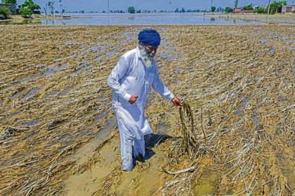 Floodwaters damage large areas of paddy fields in Barpeta as farmers face losses after more than 12,000 hectares of crops are affected.