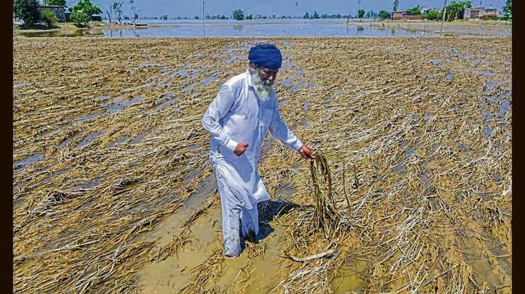 Floodwaters damage large areas of paddy fields in Barpeta as farmers face losses after more than 12,000 hectares of crops are affected.