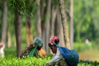 Tea leaves are transported from Upper Assam estates as heavy rainfall creates logistical challenges affecting the tea supply chain.