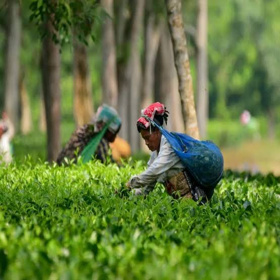 Tea leaves are transported from Upper Assam estates as heavy rainfall creates logistical challenges affecting the tea supply chain.