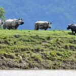 Wild animals move toward the Karbi Anglong hills from flood-affected areas as authorities enforce speed limits on NH-37 to ensure safe migration.