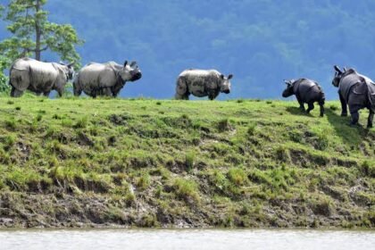 Wild animals move toward the Karbi Anglong hills from flood-affected areas as authorities enforce speed limits on NH-37 to ensure safe migration.