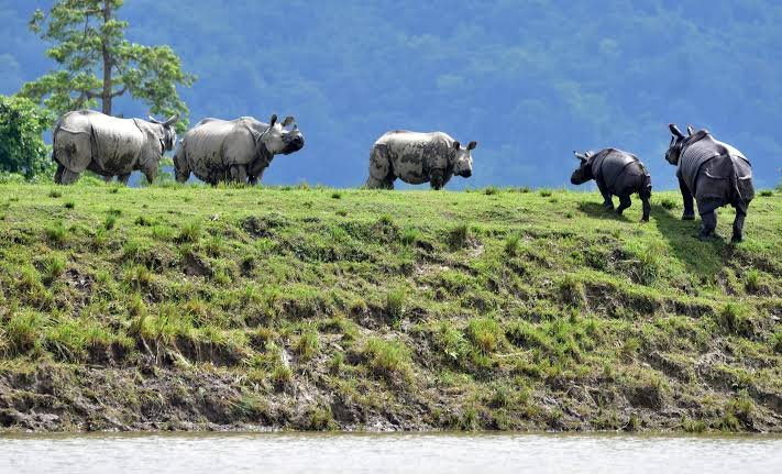 Wild animals move toward the Karbi Anglong hills from flood-affected areas as authorities enforce speed limits on NH-37 to ensure safe migration.