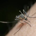 Medical and veterinary teams conduct mosquito-borne disease surveillance in standing-water zones following flooding.