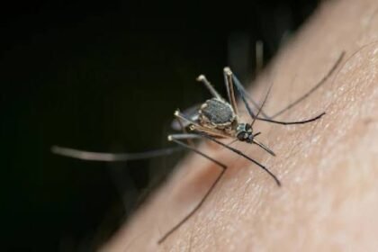 Medical and veterinary teams conduct mosquito-borne disease surveillance in standing-water zones following flooding.