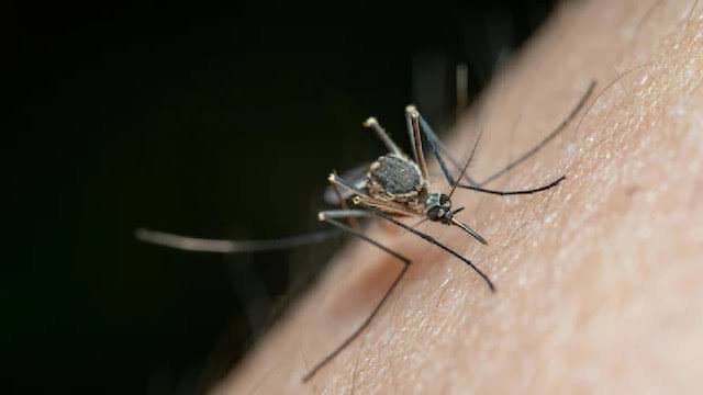 Medical and veterinary teams conduct mosquito-borne disease surveillance in standing-water zones following flooding.
