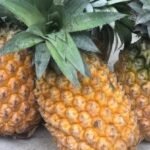 Tripura prepares a direct cargo route to export fresh Queen Pineapples from local growers to Middle Eastern markets.