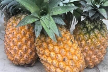 Tripura prepares a direct cargo route to export fresh Queen Pineapples from local growers to Middle Eastern markets.