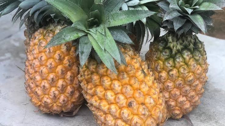 Tripura prepares a direct cargo route to export fresh Queen Pineapples from local growers to Middle Eastern markets.