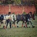 Conservation funding supports the Manipuri Pony and improvements to the historic Imphal Polo Ground in Manipur.