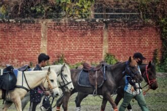 Conservation funding supports the Manipuri Pony and improvements to the historic Imphal Polo Ground in Manipur.