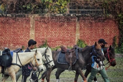 Conservation funding supports the Manipuri Pony and improvements to the historic Imphal Polo Ground in Manipur.