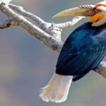 Conservationists observe a rare hornbill perched in the dense forests of Peren during a wildlife survey documenting increased sightings of the species.