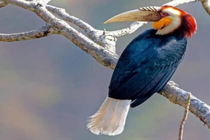 Conservationists observe a rare hornbill perched in the dense forests of Peren during a wildlife survey documenting increased sightings of the species.