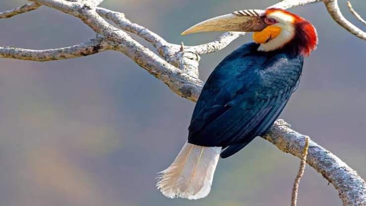 Conservationists observe a rare hornbill perched in the dense forests of Peren during a wildlife survey documenting increased sightings of the species.
