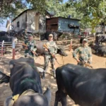 Security personnel strengthen monitoring along Meghalaya’s international border following cabinet measures targeting illegal cattle smuggling.