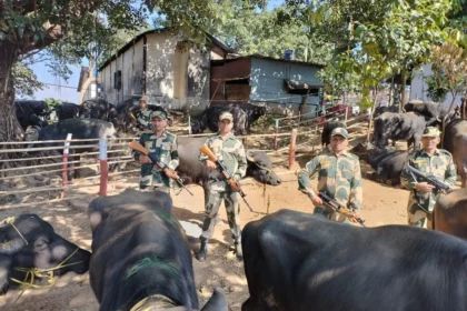 Security personnel strengthen monitoring along Meghalaya’s international border following cabinet measures targeting illegal cattle smuggling.