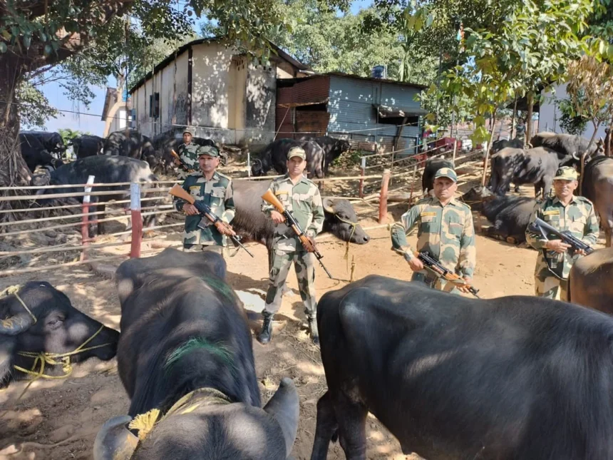 Security personnel strengthen monitoring along Meghalaya’s international border following cabinet measures targeting illegal cattle smuggling.