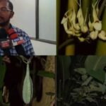 Northeast plant species now gain a clearer scientific map