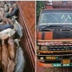 Kaliabor cattle seizure now leads to one arrest