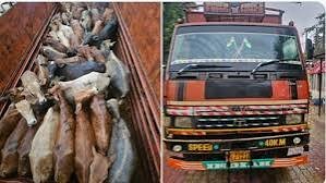 Kaliabor cattle seizure now leads to one arrest