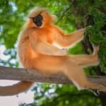 Kakoijana golden langur now finds hope in women’s hands