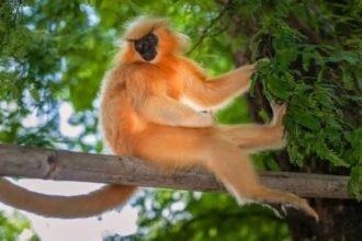 Kakoijana golden langur now finds hope in women’s hands