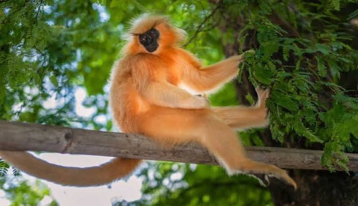 Kakoijana golden langur now finds hope in women’s hands